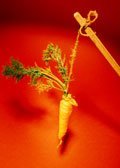 Carrot