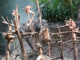 Monkeys in Tree