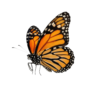 Butterfly in flight
