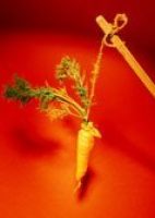 Carrot