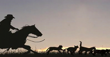 Herding Cats - Creative Commons